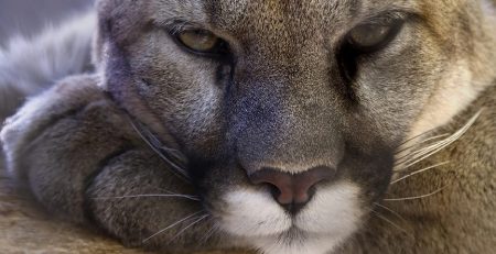 The US Fish and Wildlife Service (FWS) declared this week that the big cat who scoured up and down the East Coast is officially extinct.