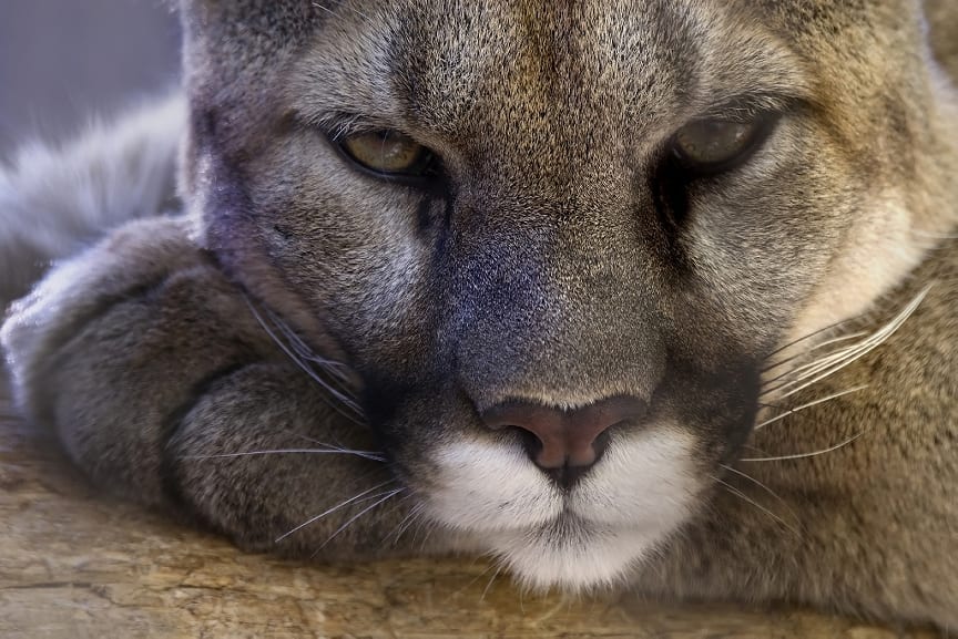 The US Fish and Wildlife Service (FWS) declared this week that the big cat who scoured up and down the East Coast is officially extinct.