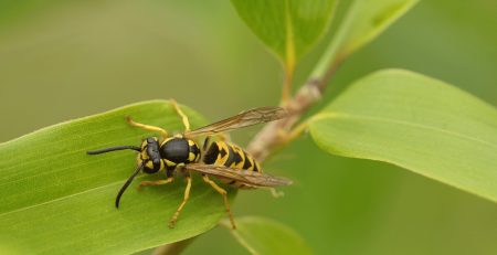 Researchers from the Massachusetts Institute of Technology (MIT) believe the solution to the impending antibiotic resistance rise of infection may lie in wasp venom