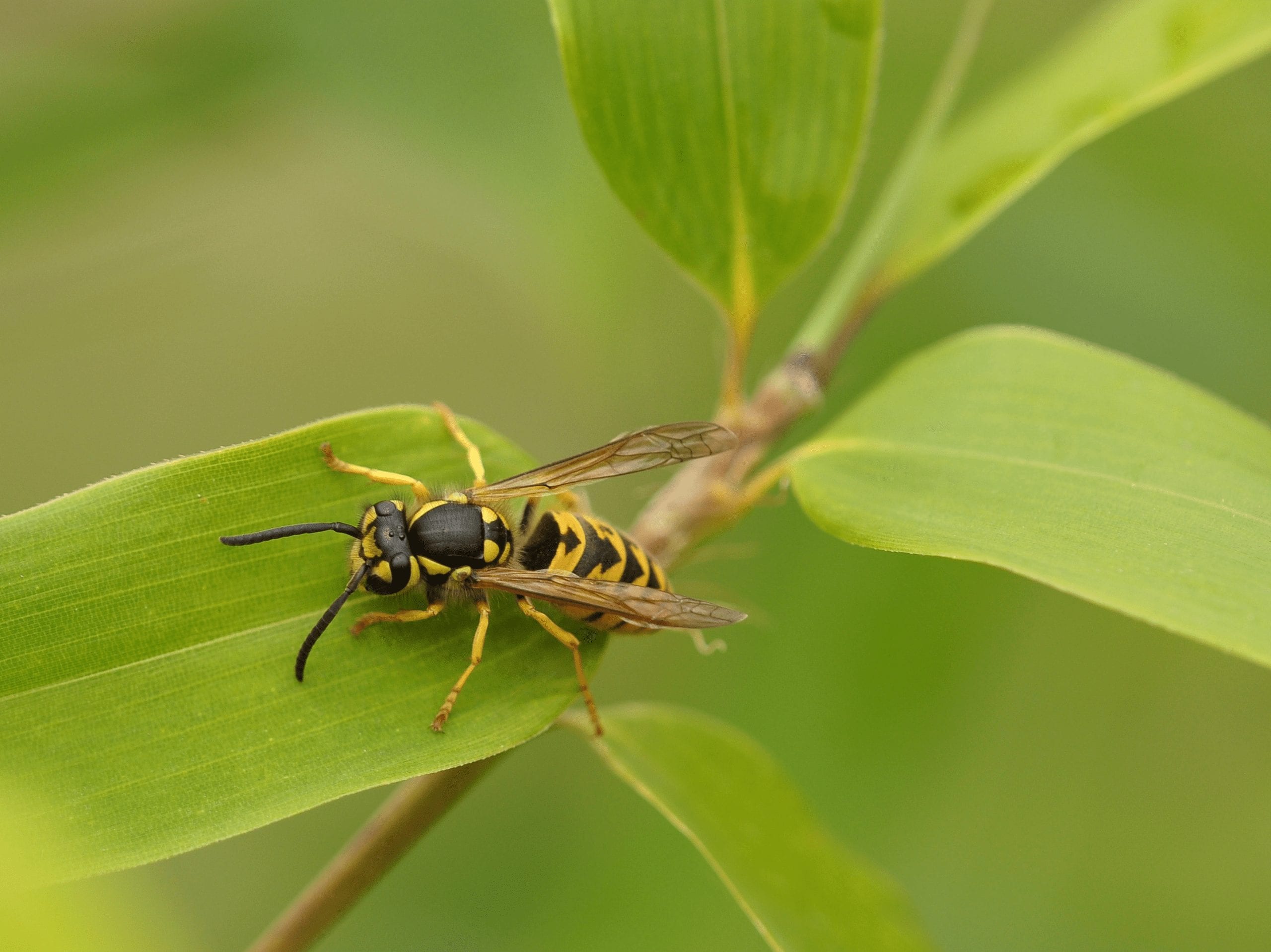 Researchers from the Massachusetts Institute of Technology (MIT) believe the solution to the impending antibiotic resistance rise of infection may lie in wasp venom