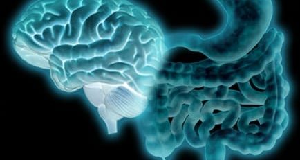 Belgian researchers believe they have found a new connection between depression and quality of life and a certain series of gut bacteria