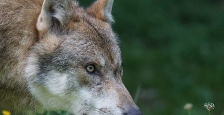 According to new research published in Conservation Letters the German wolf population has an unexpected ally - the military.