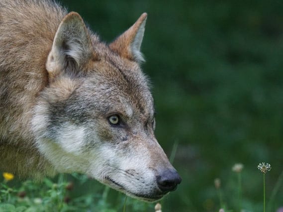 According to new research published in Conservation Letters the German wolf population has an unexpected ally - the military.