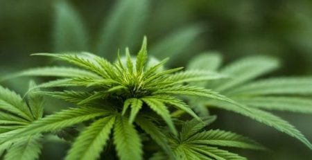 A team of synthetic biologists from UC Berkeley have developed new brewer’s yeast that is capable of producing marijuana’s main ingredients, THC and CBD, as well as other cannabinoids not found in the plant itself