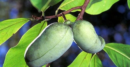 The pawpaw, an underrated and often overlooked fruit, native to eastern North America, may have more to offer than just it’s sweet flavor