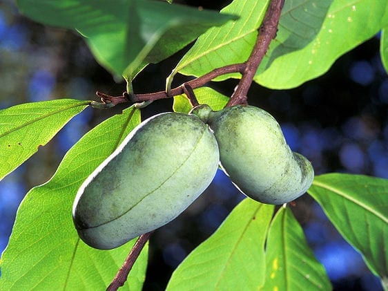 The pawpaw, an underrated and often overlooked fruit, native to eastern North America, may have more to offer than just it’s sweet flavor