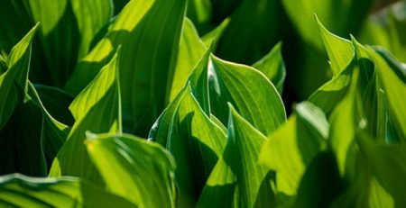  the Imperial College London teamed up with biochemical tech startup Arborea to test out a “world first” “biosolar leaf” technology that is capable of doing “the work of 100 trees, while only using the surface area of one