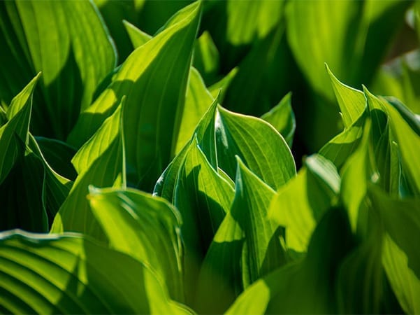 the Imperial College London teamed up with biochemical tech startup Arborea to test out a “world first” “biosolar leaf” technology that is capable of doing “the work of 100 trees, while only using the surface area of one