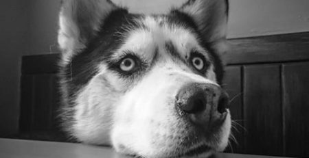  dogs’ faces contain a special pair of muscles around their eyes that wolves lack
