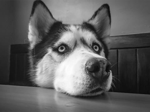 dogs’ faces contain a special pair of muscles around their eyes that wolves lack
