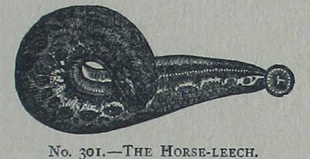  While the practice of bloodletting is more than a thing of the past, medical professionals are still finding a way to utilize leeches.