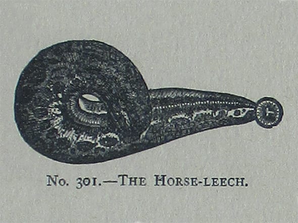 While the practice of bloodletting is more than a thing of the past, medical professionals are still finding a way to utilize leeches.