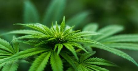 Gene Linked to Autism Appears to Change in Sperm of Marijuana Users