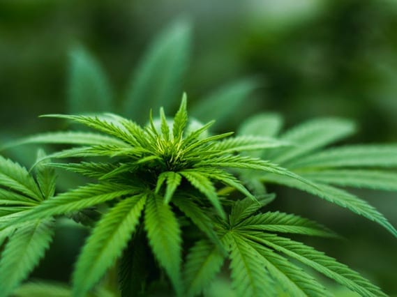 Gene Linked to Autism Appears to Change in Sperm of Marijuana Users