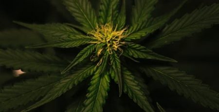 Use of Cannabis During Pregnancy May Impact Baby’s Memory