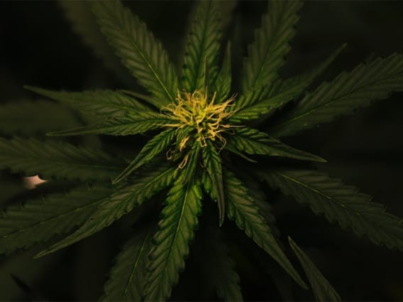 Use of Cannabis During Pregnancy May Impact Baby’s Memory