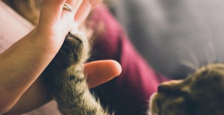 New Study Finds Cats Form Attachments at the Same Rate as Dogs