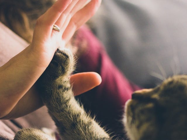 New Study Finds Cats Form Attachments at the Same Rate as Dogs