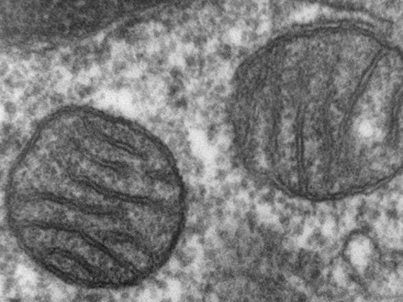 Anxiety Disorders Linked to Changes in Mitochondrial Cells