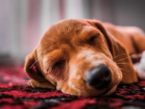 Owning a Dog Linked to Longer Life