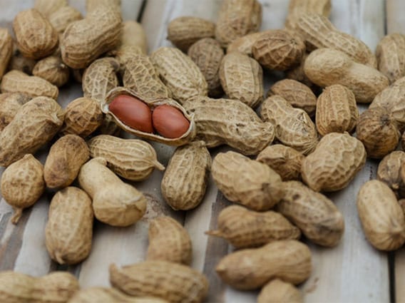 New Injection Capable of Stopping Peanut Allergies