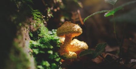 Magic Mushrooms Move One Step Closer to Treating Depression