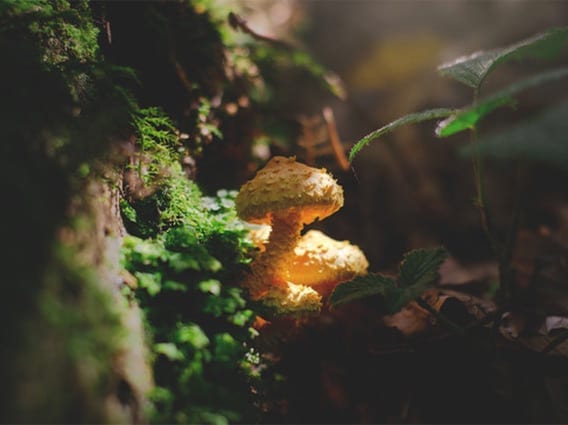 Magic Mushrooms Move One Step Closer to Treating Depression