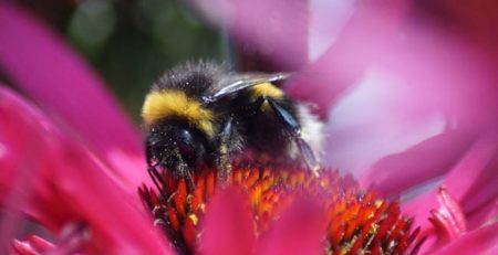 Bees Are Disappearing Faster Than We Thought