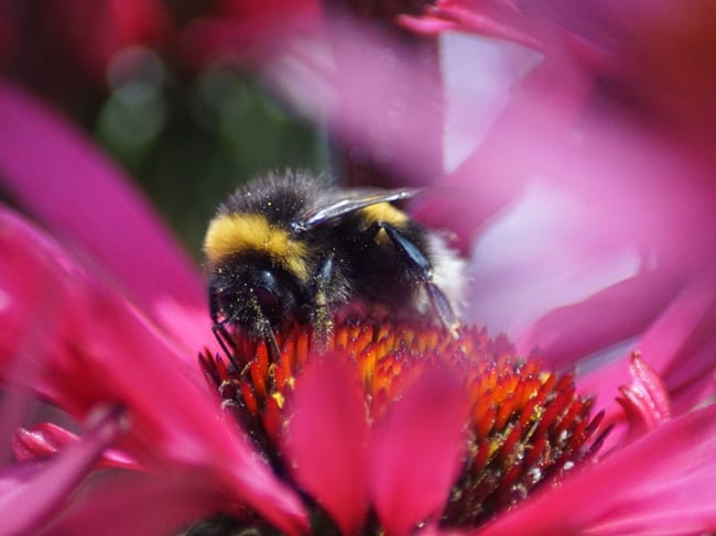 Bees Are Disappearing Faster Than We Thought