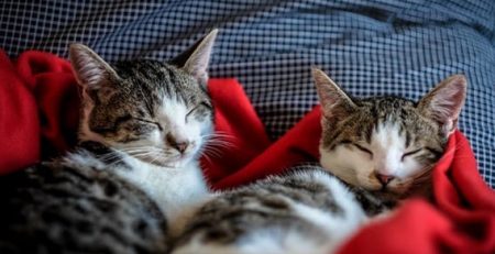 Cat-Specific Music Found to Calm Pets