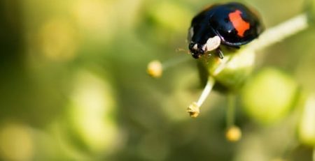 Ladybugs Inspire the Flight of Fold-up Robot