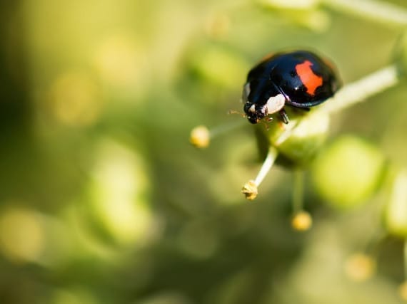 Ladybugs Inspire the Flight of Fold-up Robot