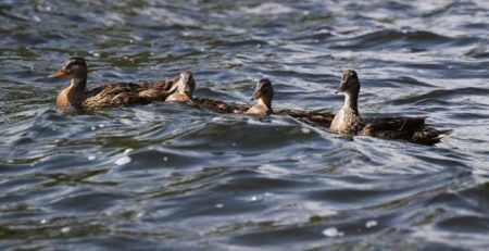 Oil’s Impact on Our Feathered Friends