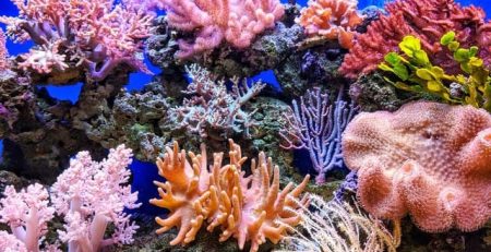 Probiotic Bacteria Can Help Coral Reefs Keep Their Color