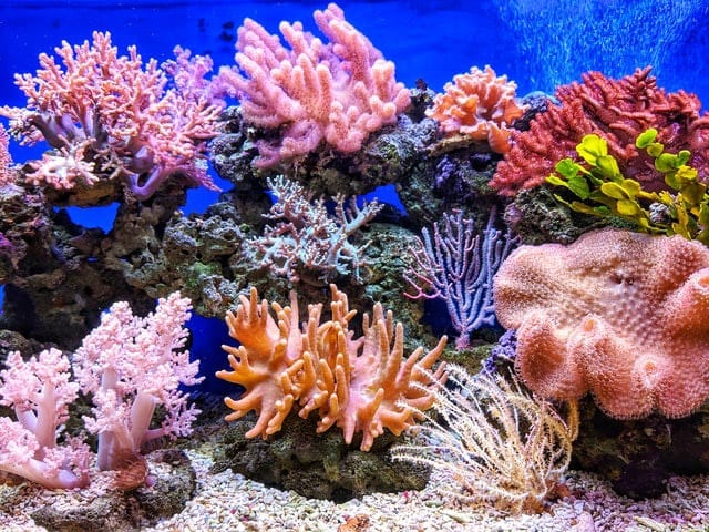Probiotic Bacteria Can Help Coral Reefs Keep Their Color