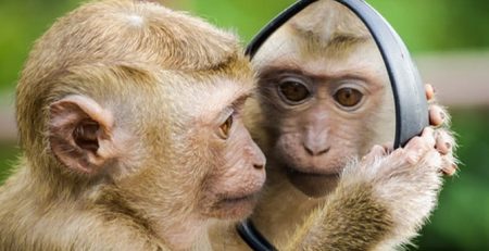 New Study Shows No Cognitive Impairment in Monkeys with Damaged Hippocampi