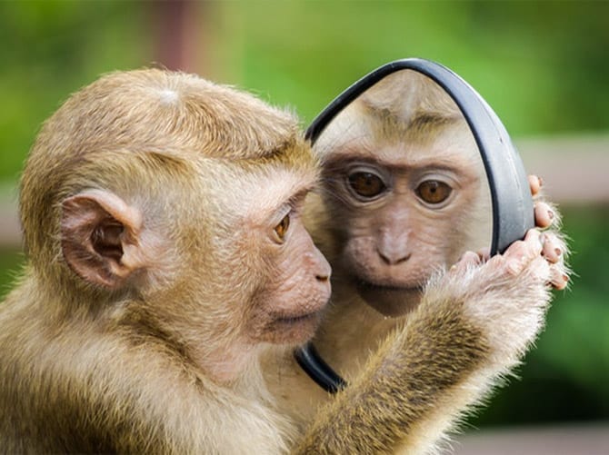 New Study Shows No Cognitive Impairment in Monkeys with Damaged Hippocampi