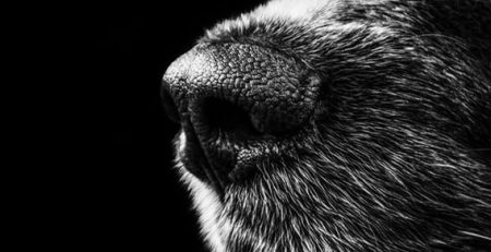 Dogs Can Sniff Out COVID-19, New Study Finds 