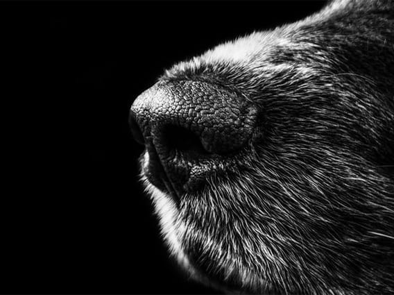Dogs Can Sniff Out COVID-19, New Study Finds