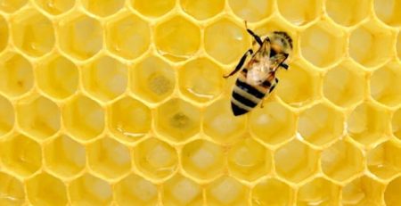 New research led by Dr. Ciara Duffy from Harry Perkins Institute of Medical Research and the University of Western Australia has found that honeybee venom induces cancer cell death in triple-negative breast cancer with minimal effect of healthy cells, according to a statement. 