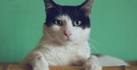 New Study Identifies Five Different Types of Cat Owners