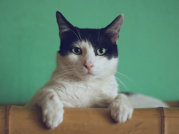 New Study Identifies Five Different Types of Cat Owners