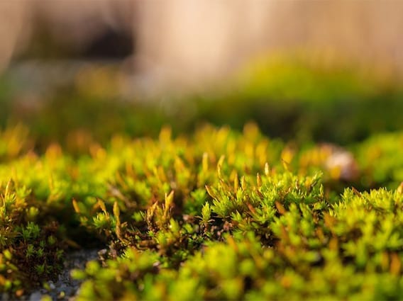 Using Plants to Uncover Dead Bodies