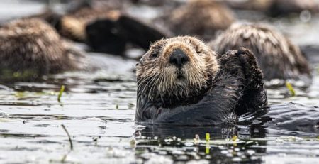 Animals Lose Ability to Avoid Predators After Coming in Contact with Humans