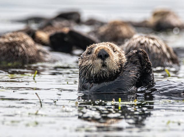 Animals Lose Ability to Avoid Predators After Coming in Contact with Humans