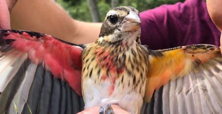 Biologists Find Rare Half-Male, Half-Female Bird