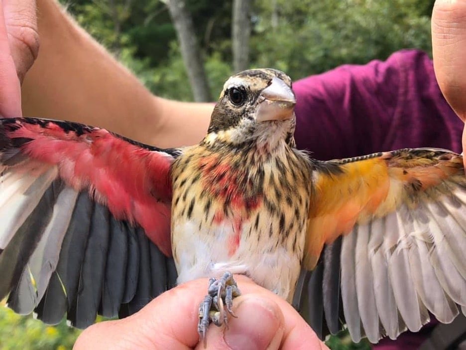 Biologists Find Rare Half-Male, Half-Female Bird