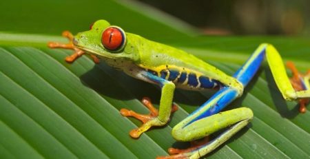 Why Do Frogs Have Such Big Eyes? Now We Know