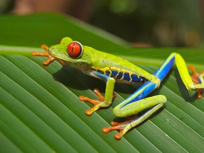 Why Do Frogs Have Such Big Eyes? Now We Know