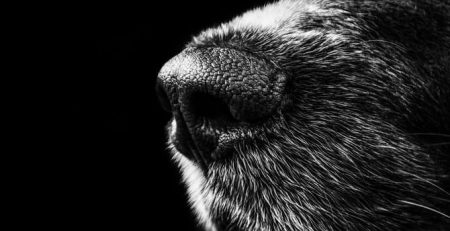 Black and White Close up of a dog snout